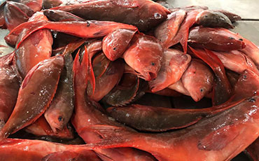 SEA FOODS